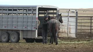 South Fork Outfitters  Peppys Apache Bayboy Bay Roan Gelding HD 1080p [upl. by Eppesiug18]