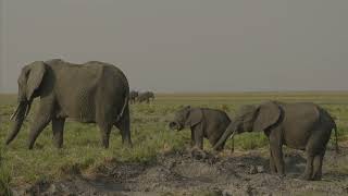 Chobe National Park  Chobe Safari Lodge  Botswana [upl. by Llerat]