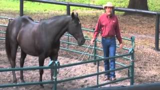 Teach Your Horse to Spin at Liberty with Pat Parelli [upl. by Ahseiuqal404]