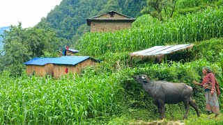 Beautiful Nepali Mountain Village Simple Happy Lifestyle  Rural Nepal Quest  Nepali Village Life [upl. by Ponzo878]