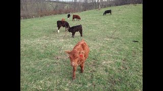 Starting My Own Cattle Herd Grass Fed Beef [upl. by Amorete]