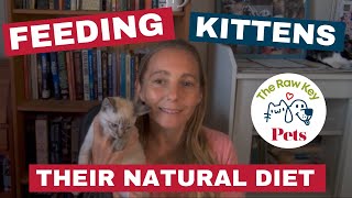 Healing Dogs and Cats Chat Episode 004 Feeding Kittens [upl. by Ammamaria]