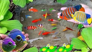 Catch colorful fish koi fish goldfish glowfish betta fish gourami  catfish lobsters [upl. by Nylitak]