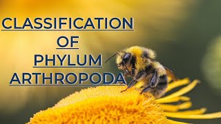 CLASSIFICATION OF PHYLUM ARTHROPODA UPTO CLASSES AND POSITION OF INSECT IN ANIMAL KINGDOM [upl. by Dwyer]