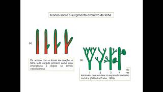 2 Folha Estrututa Geral  Filogenia e ontogenia  27 [upl. by Maris313]