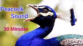 Half an Hour long of Peacock Sound Peacock Nice Voices [upl. by Amling895]