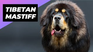 Tibetan Mastiff 🐶 The Fluffiest Giant Dog Breed shorts [upl. by Merkley]