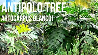 Antipolo Tree Artocarpus blancoi Philippine Native Trees [upl. by Ellevart675]