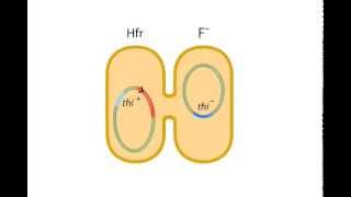 bacterial conjugation [upl. by Heyra764]