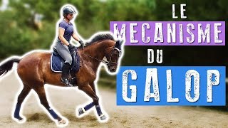 LE GALOP  Séance montée 🐎 [upl. by Eanel]