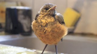 Turdus rufiventris zorzal pichón argentino 2024 [upl. by Eloci]