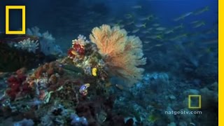 Great Barrier Reef  Exploring Oceans [upl. by Verge]