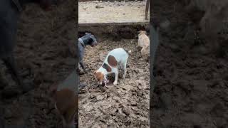 Rats everywhere Terriers ratting  mayhem  Part 4 [upl. by Hasheem]