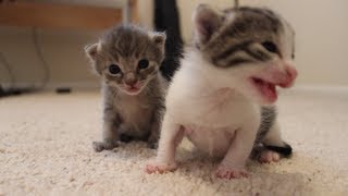 2 Weeks Old Kitten Update [upl. by Mansoor]