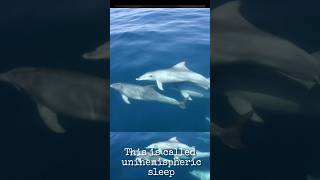 Creepy Dolphin Sleep The Mystery of One Eye Open🐬What’s Unihemispheric Sleep wildlifedocumentary [upl. by Fatimah]