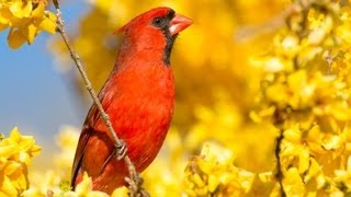 Photograph Birds with any Camera using a Blind amp Bird Calls [upl. by Lona]