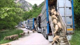 Transhumance Alpes de Haute Provence  23 Mai 2014 [upl. by Reisch165]