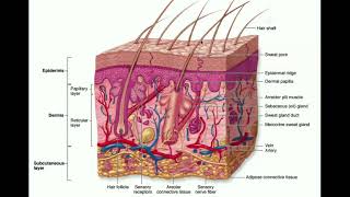 The Integumentary System  The Dermis amp Hypodermis [upl. by Inaflahk]