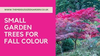 How to choose small garden trees for autumn color  plus planting tips [upl. by Haleak]