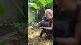 TEACHING A BABY CHIMP TO USE A HOSE [upl. by Netsoj]