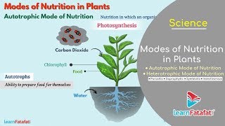 Nutrition in Plants Class 7 Science  Modes of Nutrition in Plants  Autotrophic and Heterotrophic [upl. by Zsolway]