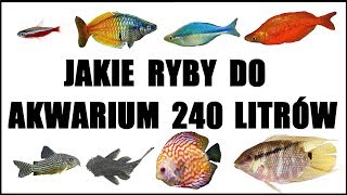 Jakie ryby do akwarium 240 litrów [upl. by Letha236]