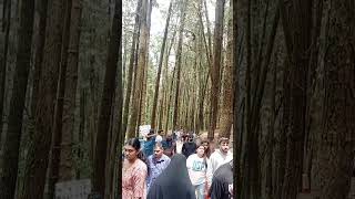 വാഗമൺ പൈൻ വാലിVagamon pine valley forest vagamon keralatourismofficial nature travel kerala [upl. by Evanthe]