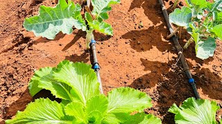 Drip irrigation for a resilient future [upl. by Lamej781]