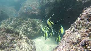 Moorish Idol Dance [upl. by Nikal]