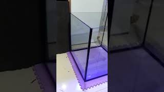 Aquarium 50x50x50 kaca depan optic clear sisanya kaca asahi [upl. by Ydissac659]