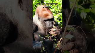 Gorillas Eat 40 LBS Of Plants EACH DAY🦍🦍🦍🌿animals animalfacts shorts [upl. by Bradleigh186]