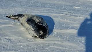 Chased by a Weddell seal pup near Scott Base Antarctica [upl. by Htiderem39]