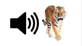 Tiger Rawr  Sound Effect [upl. by Llegna]