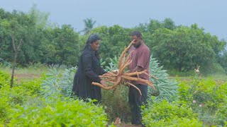 Tapioca Harvest in the Rain amp Delicious Veg Soup Cooked Outdoors 🌧️🍲 [upl. by Mulry]