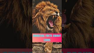 Did you know Lions are the only cats that live in groups facts lions youtubeshorts shortsvideo [upl. by Orfurd]