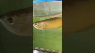 Arowana tank 🐟arowana arowanakeepers arowanalovers arowanafishtank viralshorts viral [upl. by Merrill]