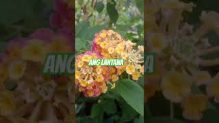 Ang lantanang bulaklaktagamontaniosa lantana flower short [upl. by Kape]