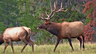 Very Active Elk Bull with His Harem During the Elk Rut [upl. by Euqinmod]