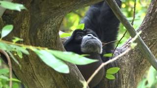 Siamang quotHowler Monkeyquot Howling [upl. by Llerihs]