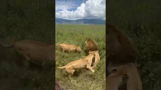 lionesses saves their king from intruder lion hyena elephant cheetah leopard nature wildlife [upl. by Atinor]