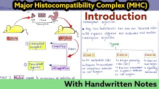 Major Histocompatibility Complex MHC  Introduction I Immunology Lecture 23 [upl. by Ellesirg392]