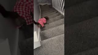 Cat slips on stairs before recovering [upl. by Enyalaj]