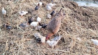 Mother Hen Feeding Chicks  Broody Hen Calling Sound  Birds and Animals Planet [upl. by Jahdai]