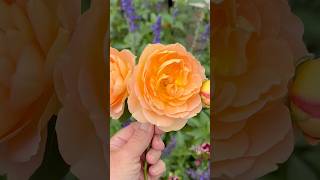 This Is A FABULOUS Rose Lady Of Shalott Short English Climbing Rose shorts englishrose [upl. by Aliemaj381]