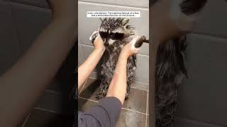 The Inspiring Rescue of a Man and a Motionless Raccoon on the Ground raccoon babyraccoon short [upl. by Atalie455]