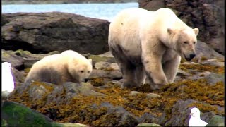 Lours polaire Documentaire  Les grands carnivores [upl. by Ennairol]