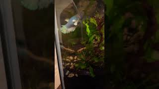 Dwarf Cory cat fishthe best type of Cory music [upl. by Sajovich]