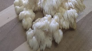 Bears Head  Tooth Mushrooms Hericium Americanum [upl. by Friend]