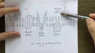 Lo Sir Teaching DSE Genetics 4  multiple alleles inheritance and X linked genes [upl. by Cirda862]