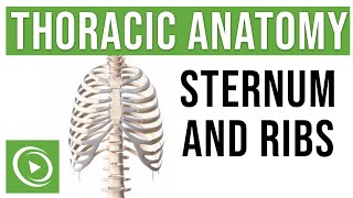 Thoracic Anatomy Complete Guide to Skeleton Sternum amp Ribs  Lecturio Medical [upl. by Dido]